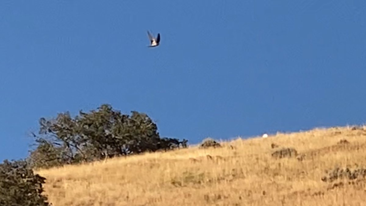 Black-billed Magpie - ML641541789