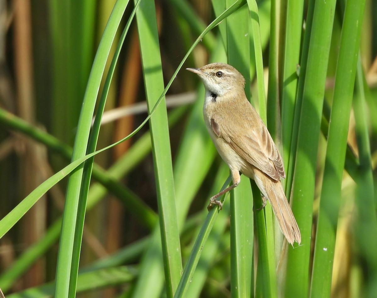 Paddyfield Warbler - ML641541845