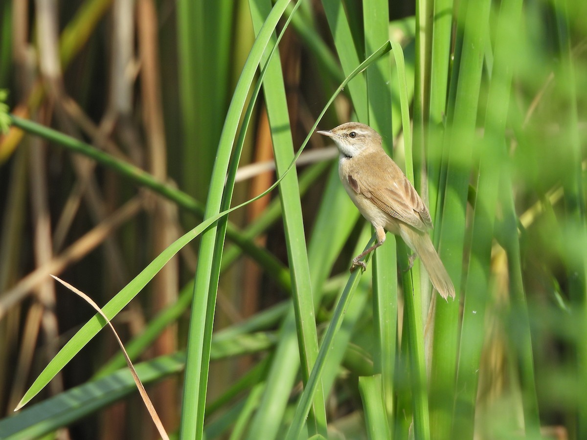 Paddyfield Warbler - ML641541846