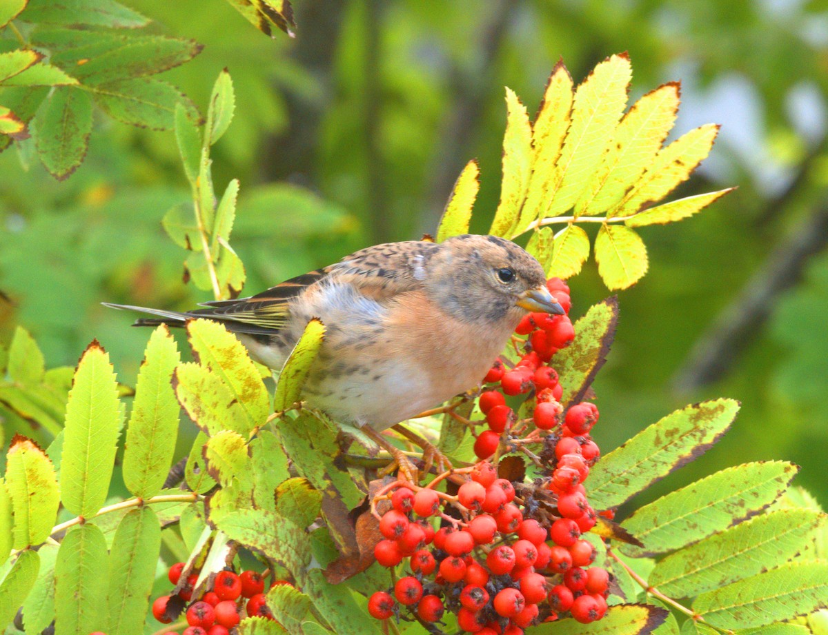 Brambling - ML641541865