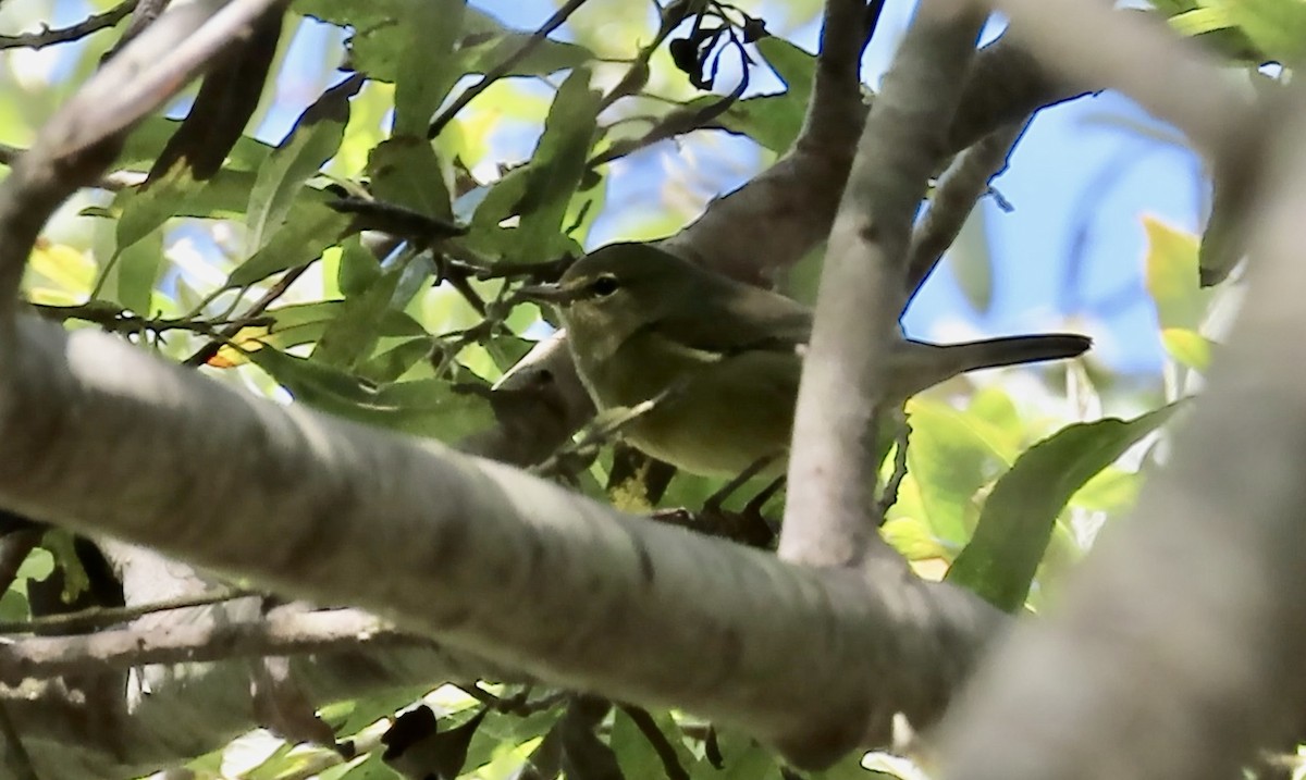 Orange-crowned Warbler - ML641541871