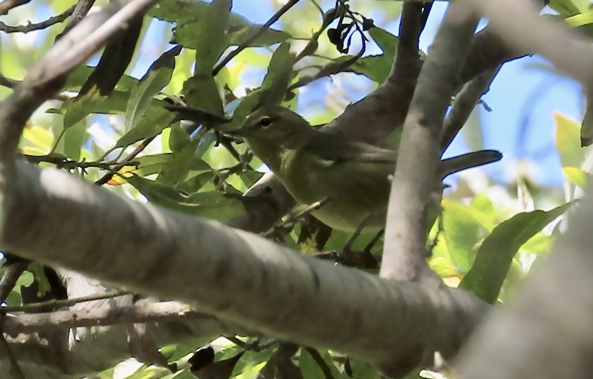 Orange-crowned Warbler - ML641541872