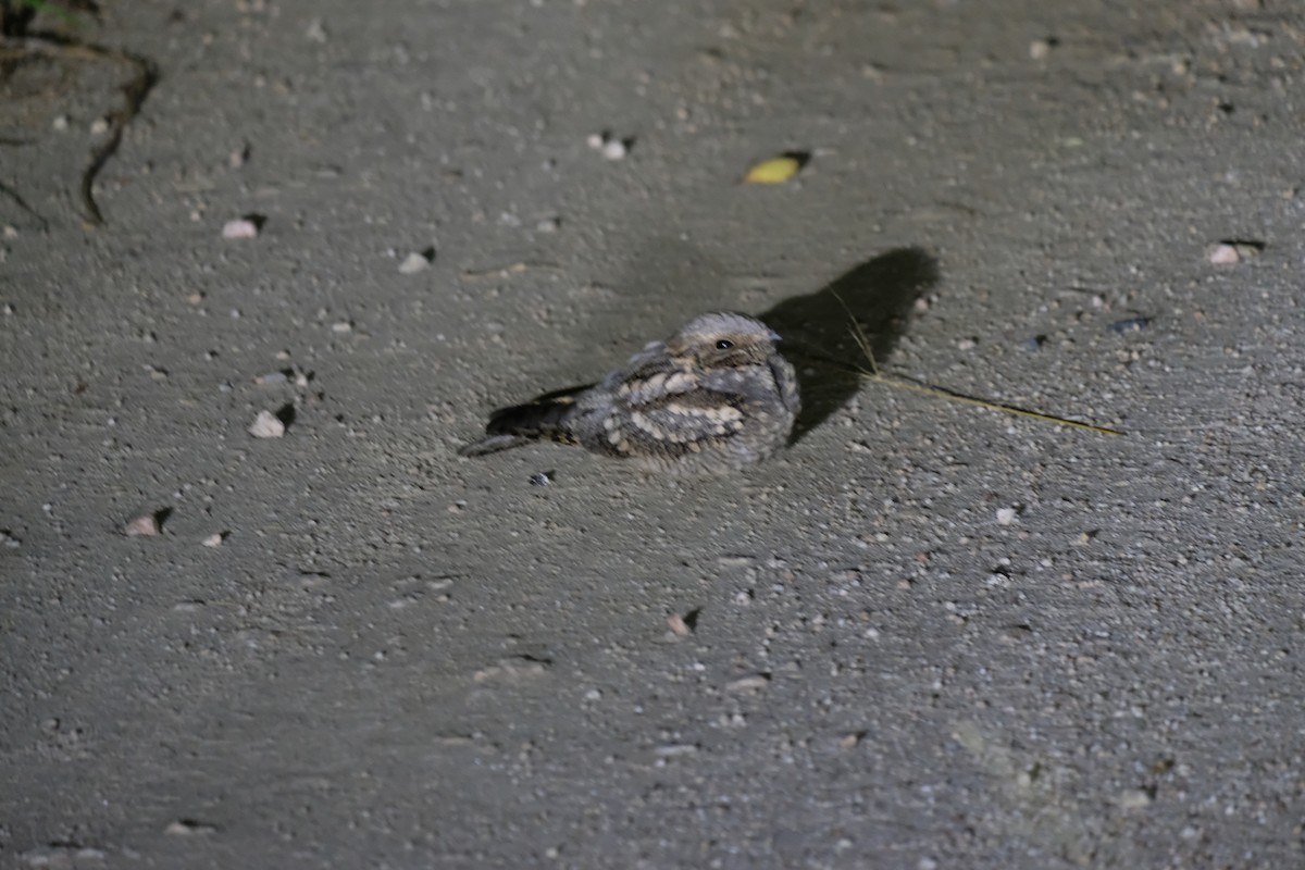Fiery-necked Nightjar - ML641541957