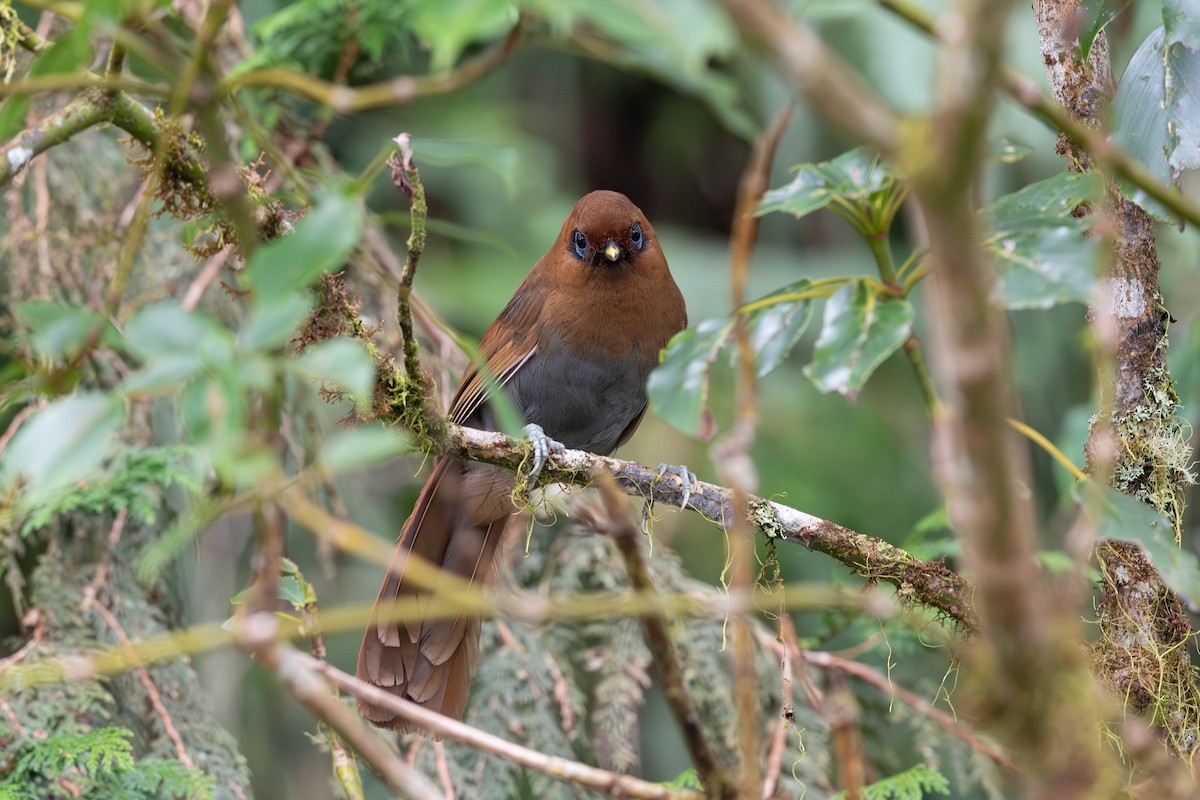 Rusty Laughingthrush - ML641541964
