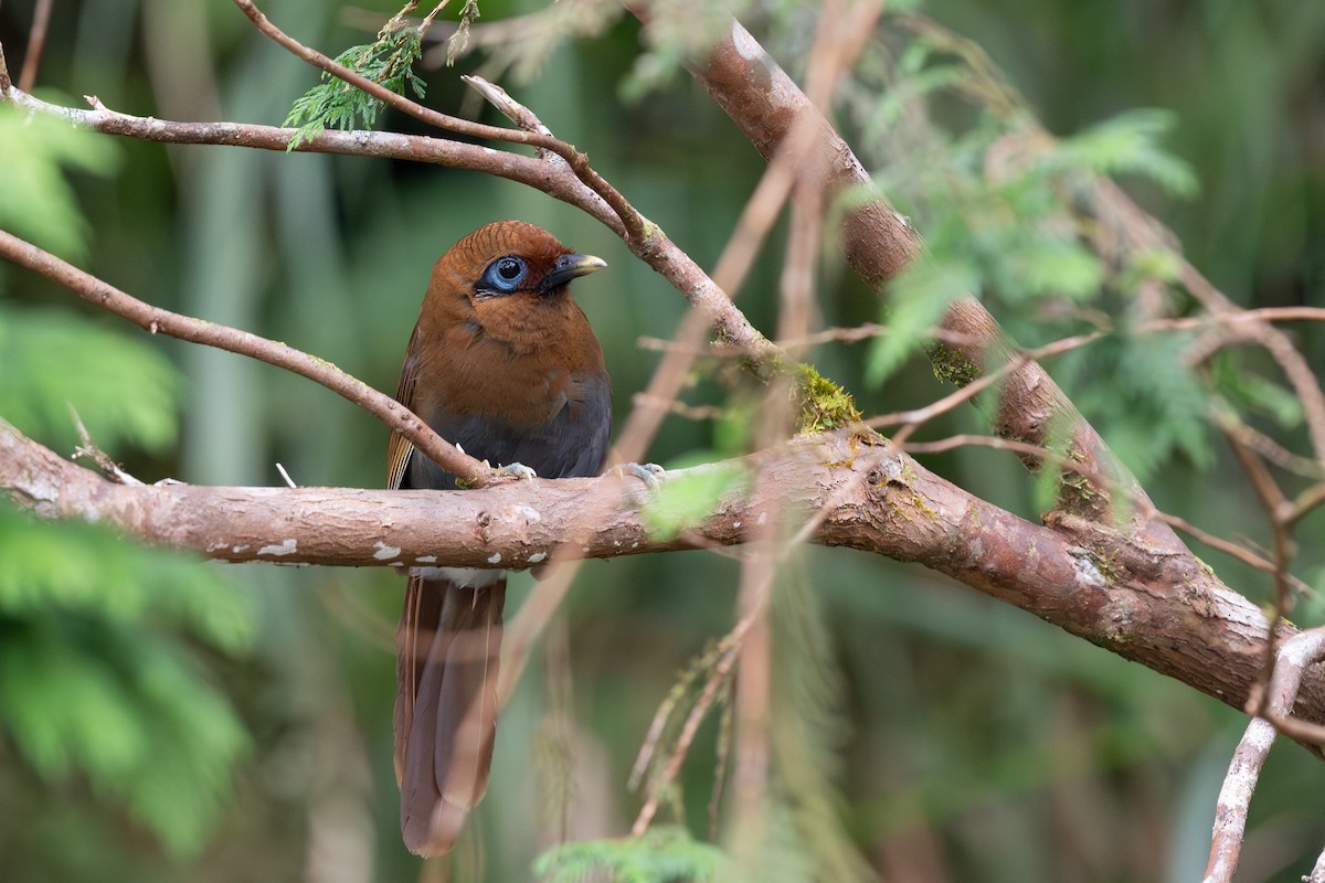 Rusty Laughingthrush - ML641541973