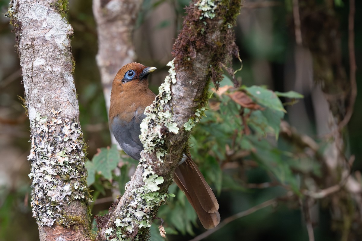 Rusty Laughingthrush - ML641541975