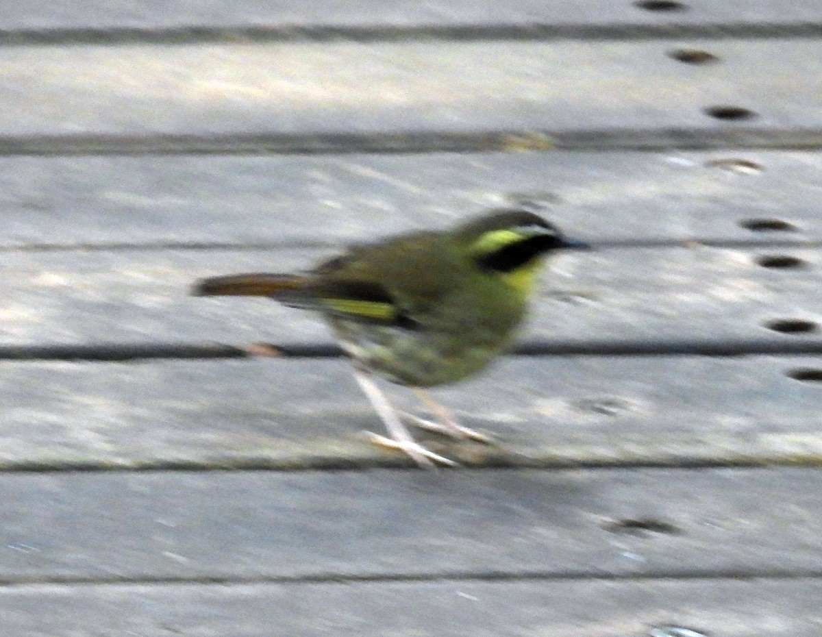 キノドヤブムシクイ - ML641541976