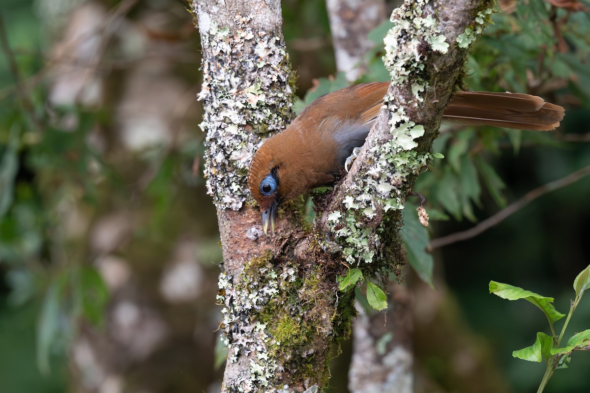Rusty Laughingthrush - ML641541977
