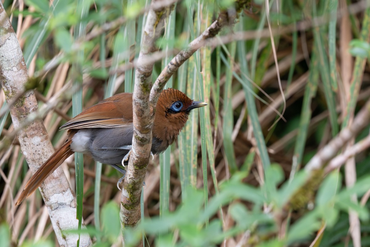 Rusty Laughingthrush - ML641541978