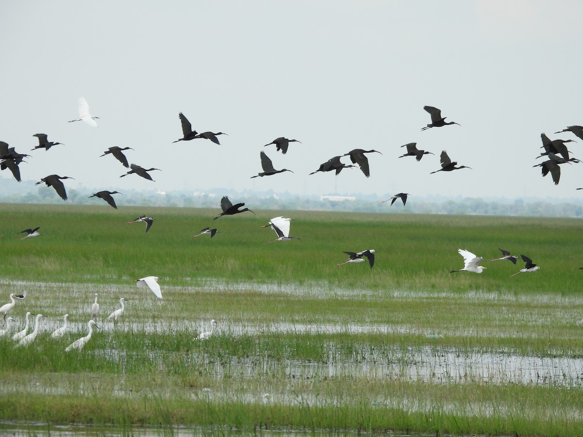 ibis hnědý - ML641541987
