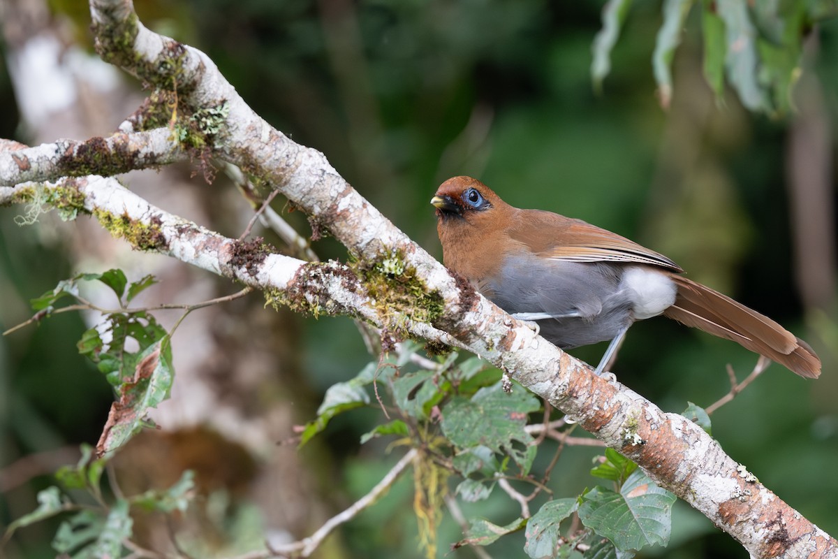 Rusty Laughingthrush - ML641541993