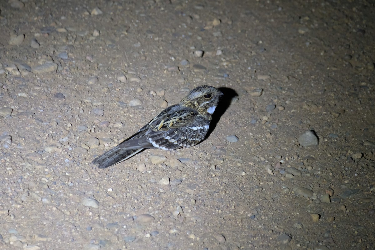 Square-tailed Nightjar - ML641541994