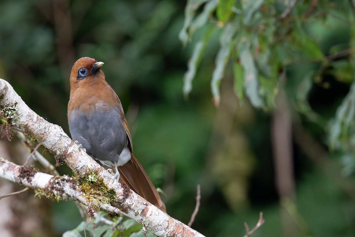 Rusty Laughingthrush - ML641542003