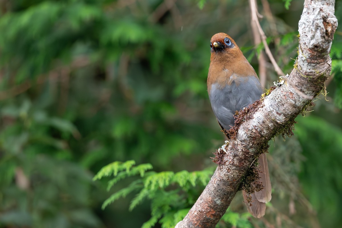 Rusty Laughingthrush - ML641542008
