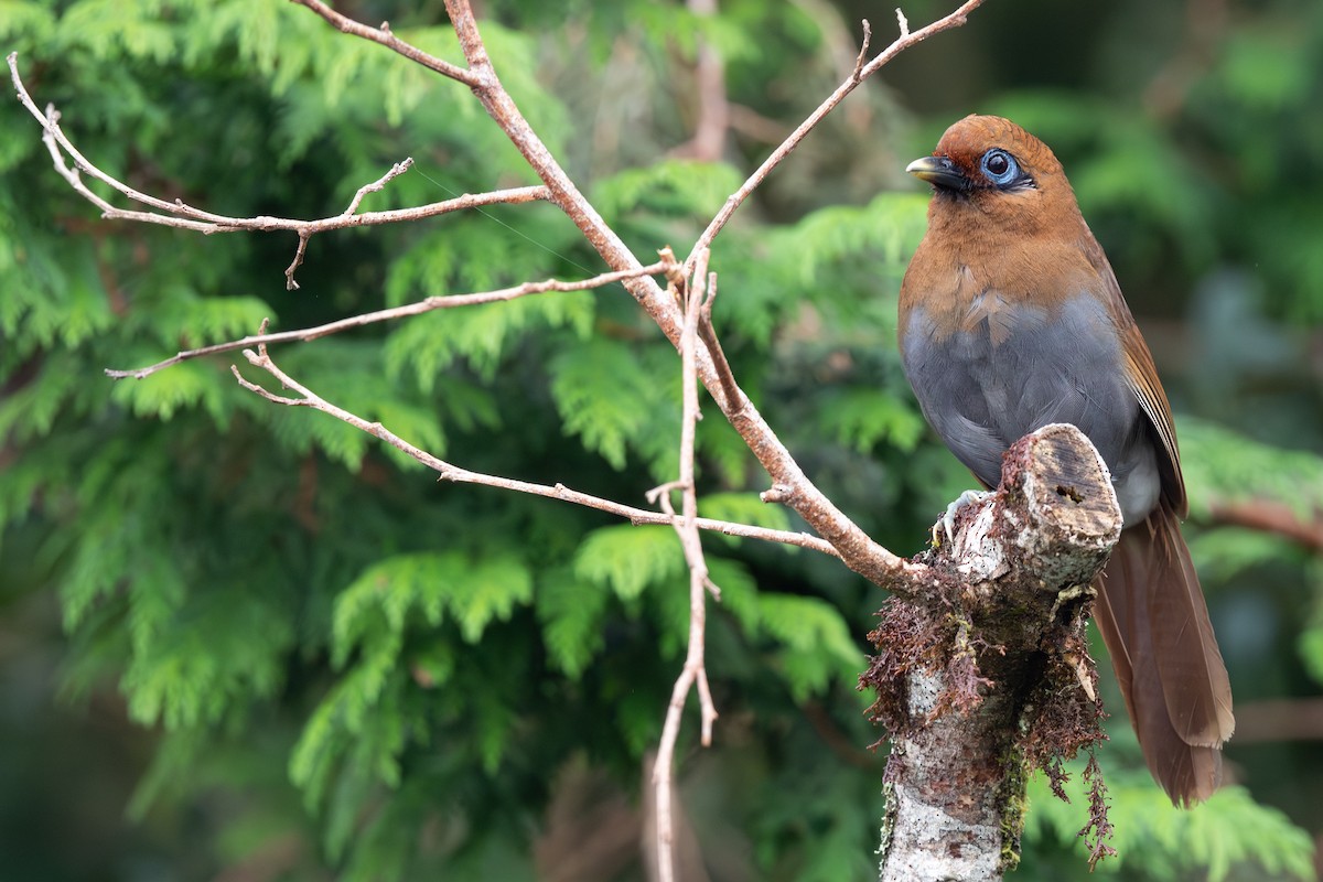Rusty Laughingthrush - ML641542014