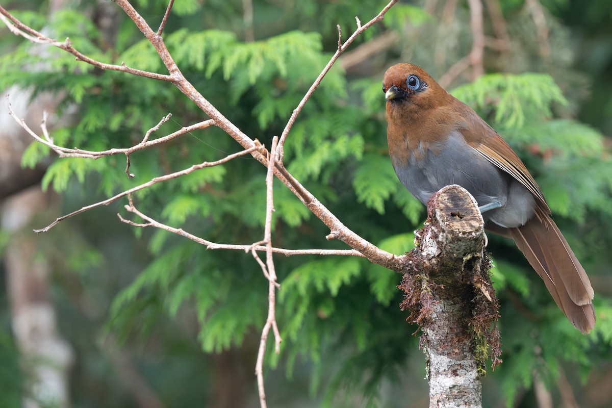 Rusty Laughingthrush - ML641542019