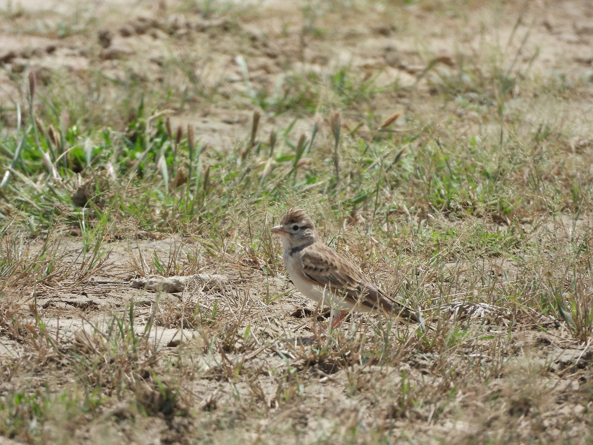 skřivánek krátkoprstý - ML641542041