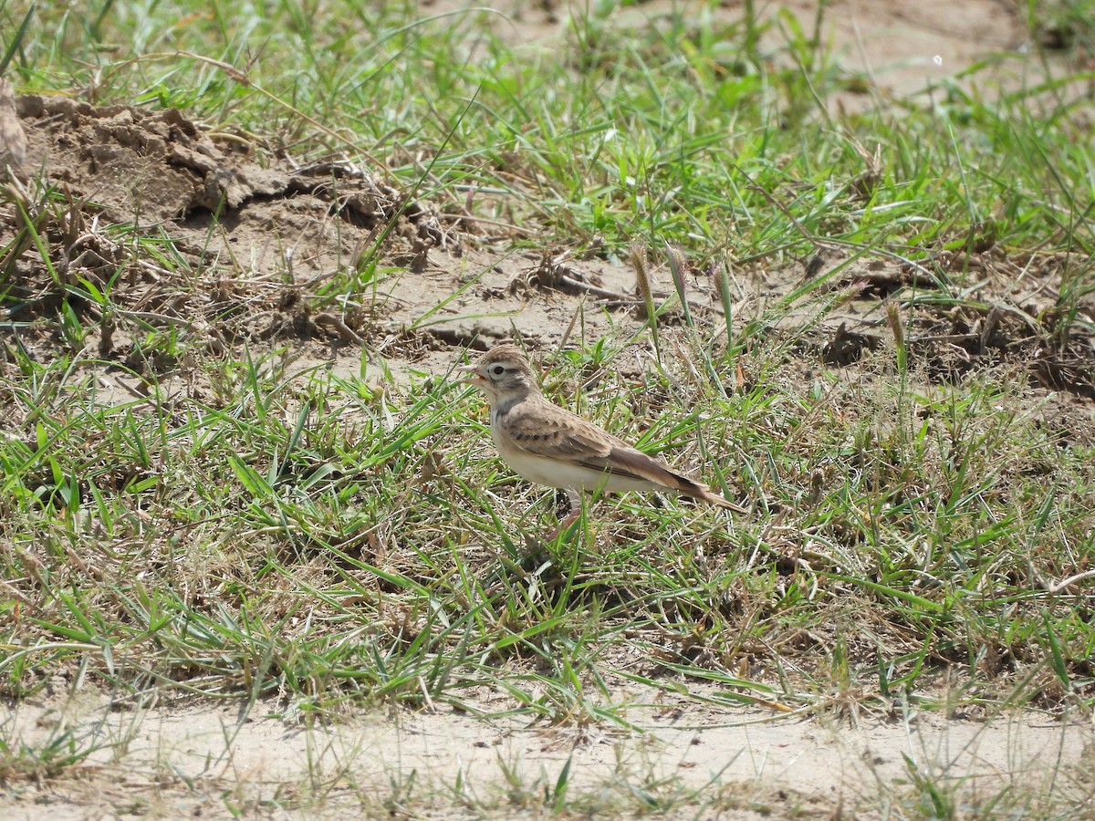 skřivánek krátkoprstý - ML641542051