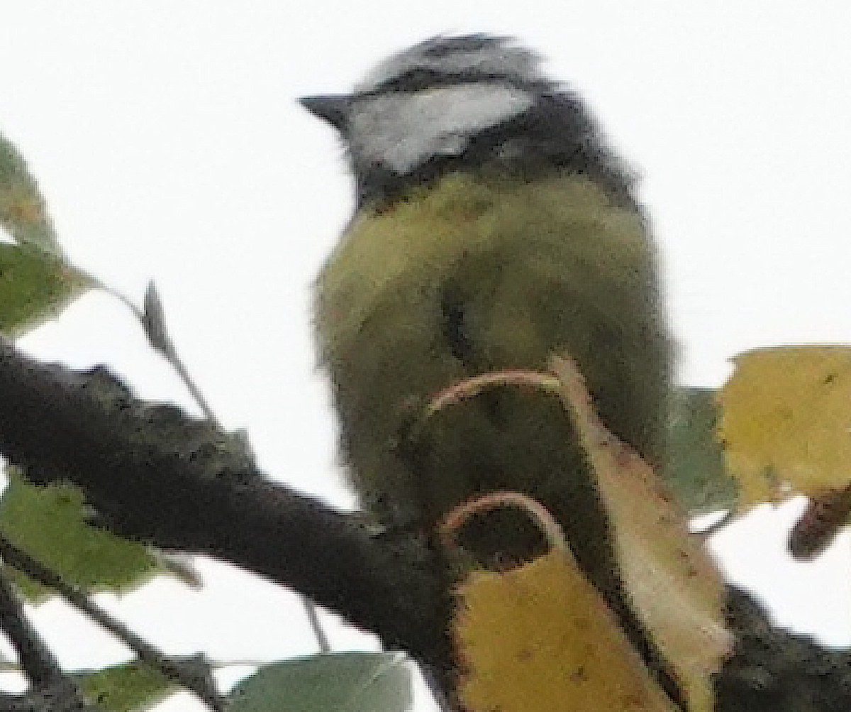 Eurasian Blue Tit - ML641542069