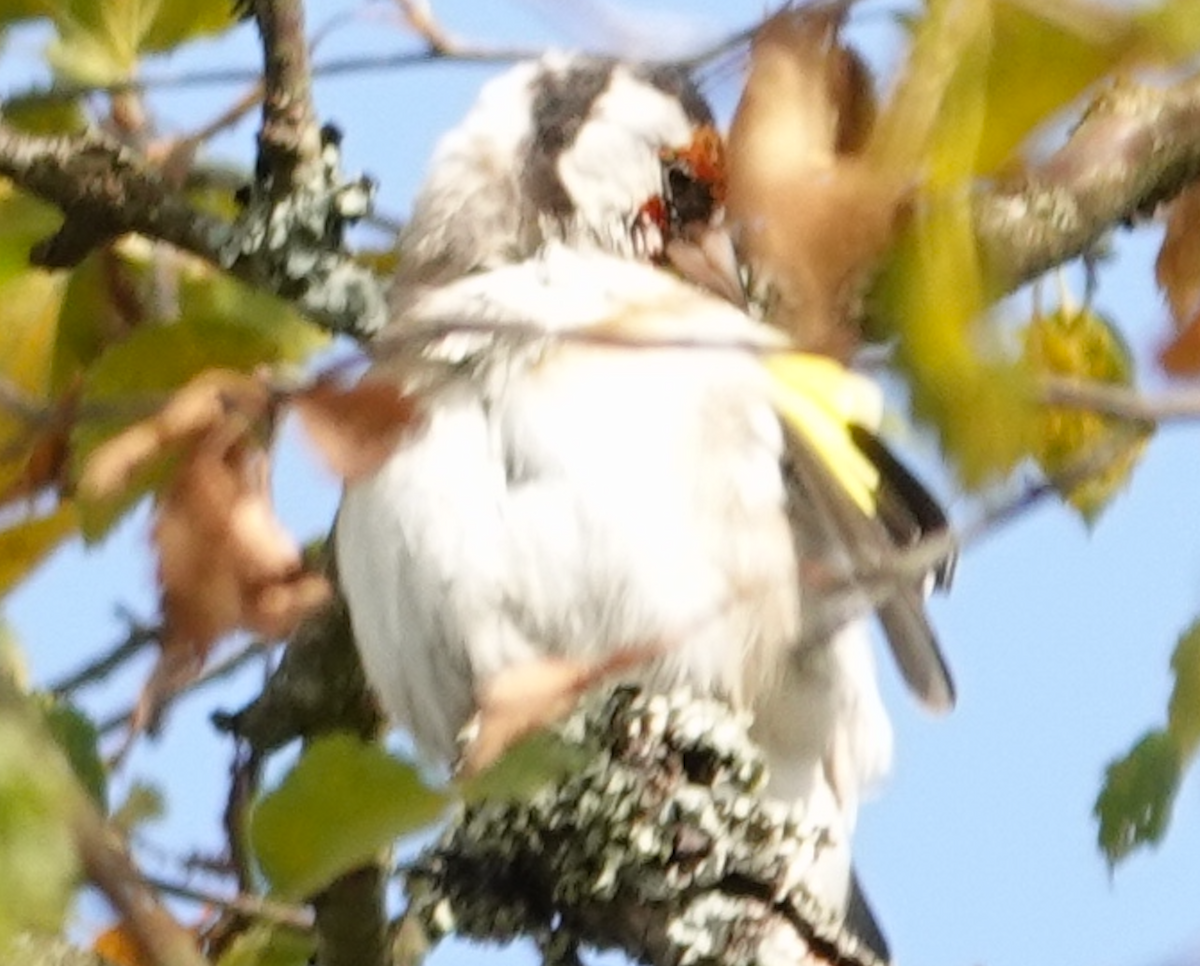 European Goldfinch - ML641542072
