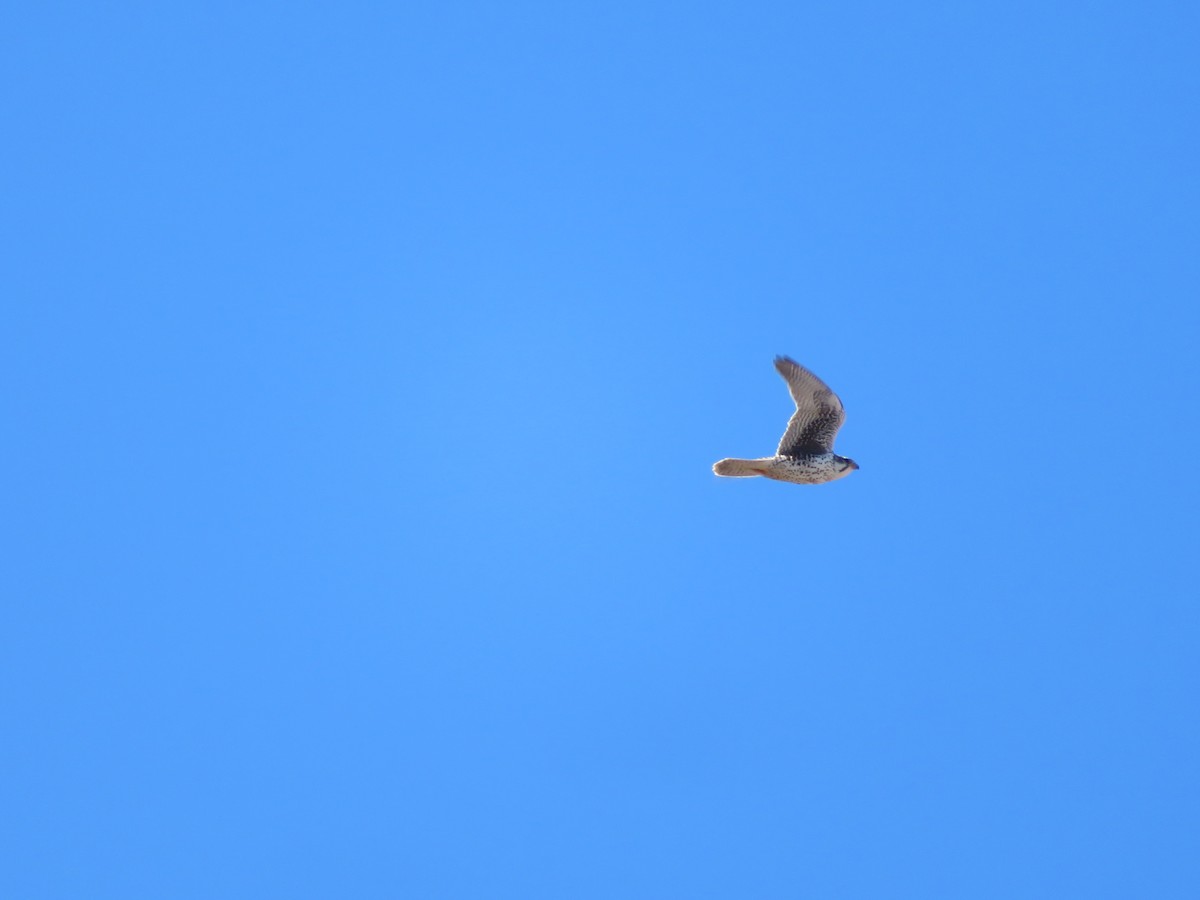 Prairie Falcon - ML641542082