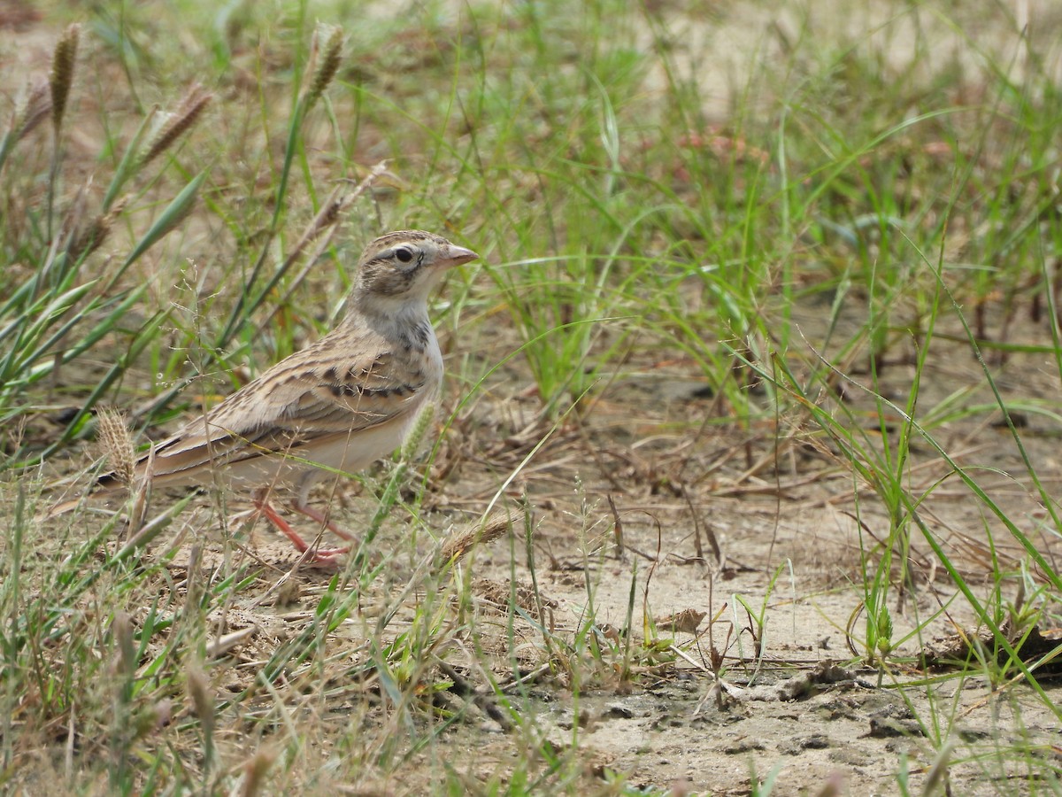 skřivánek krátkoprstý - ML641542085