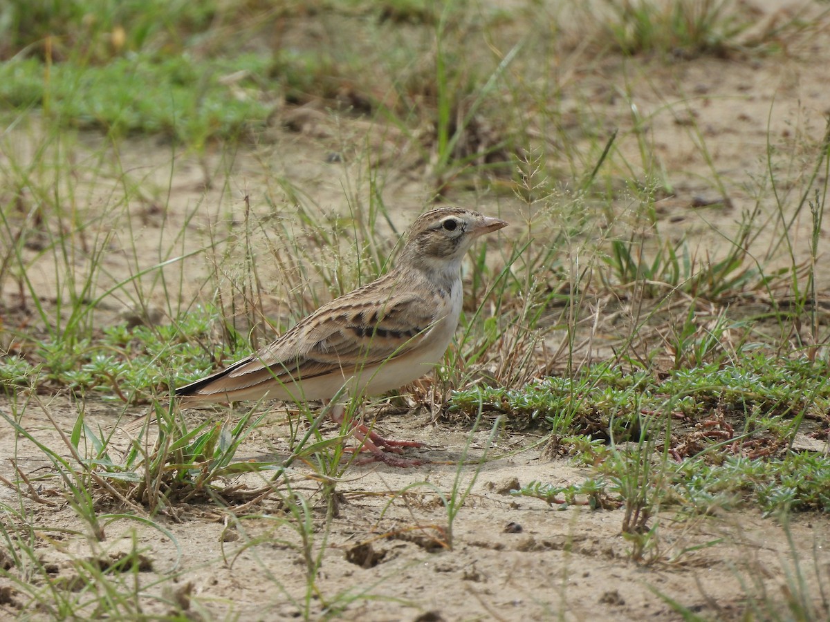 skřivánek krátkoprstý - ML641542086