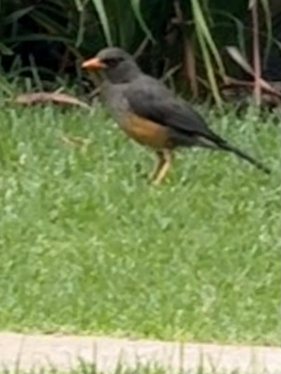 Abyssinian Thrush - ML641542107