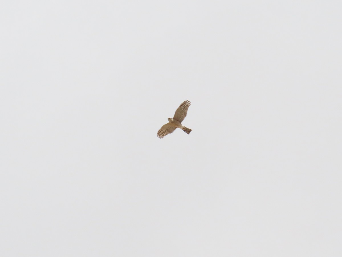 Sharp-shinned Hawk - ML641542108