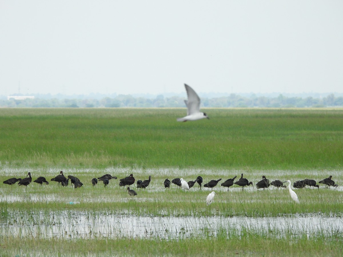 ibis hnědý - ML641542109