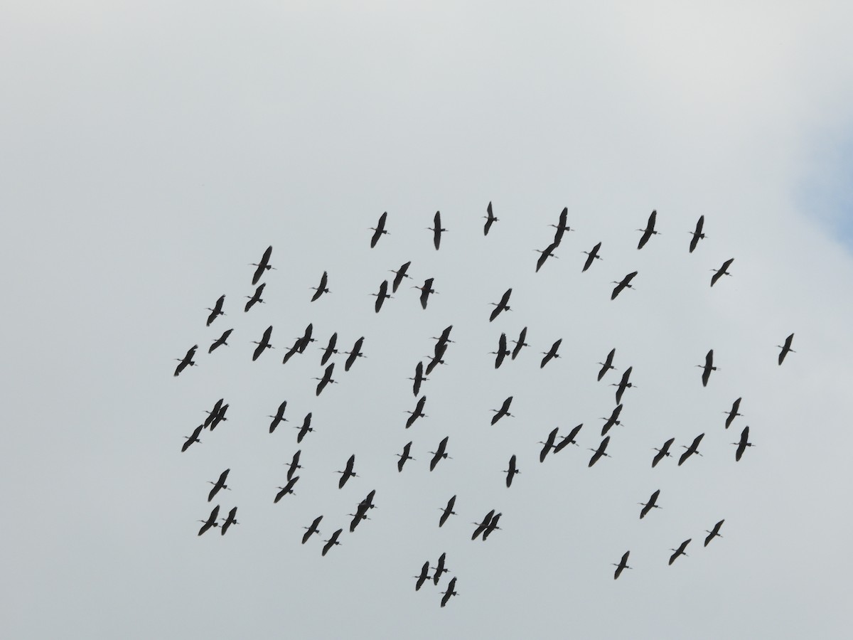 ibis hnědý - ML641542111