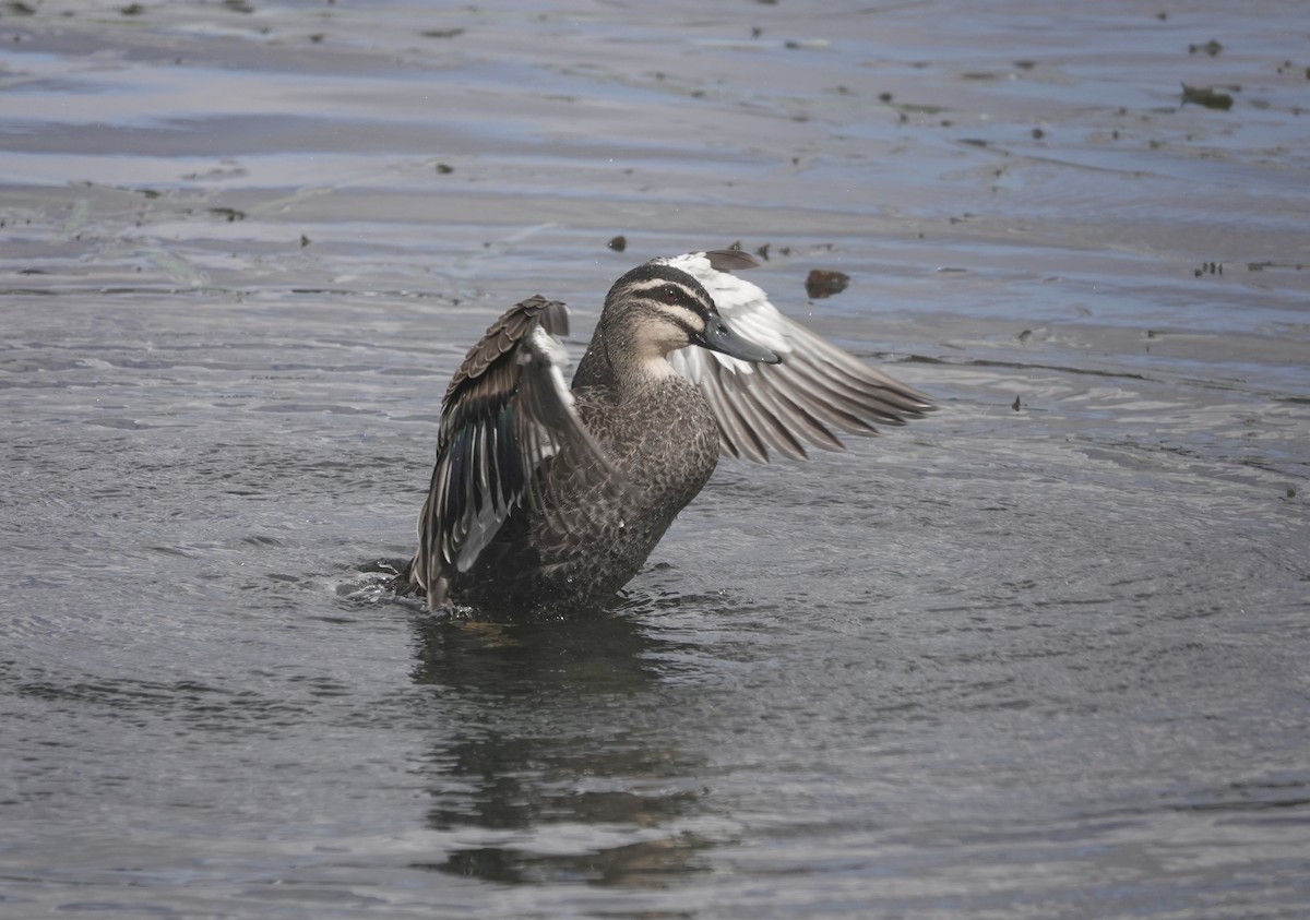 Pacific Black Duck - ML641542117