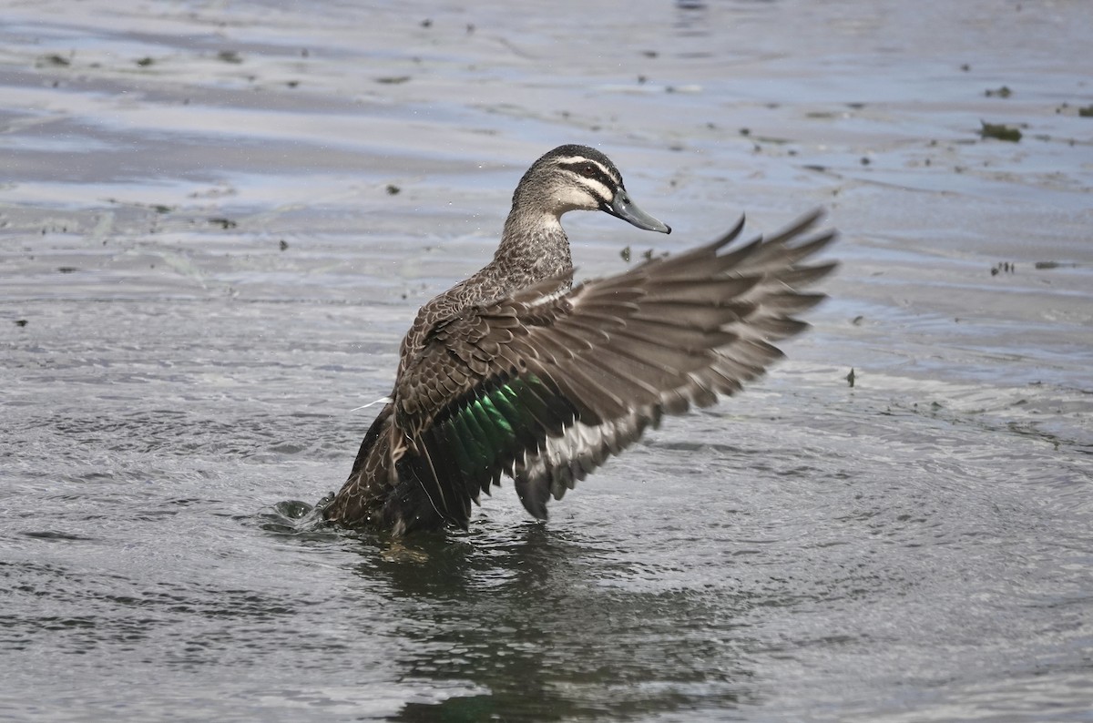 Pacific Black Duck - ML641542118