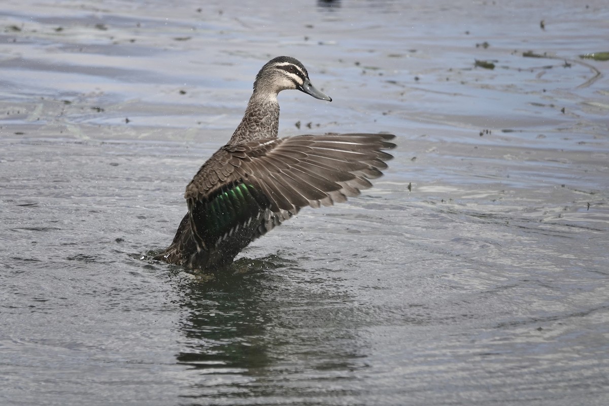 Pacific Black Duck - ML641542119