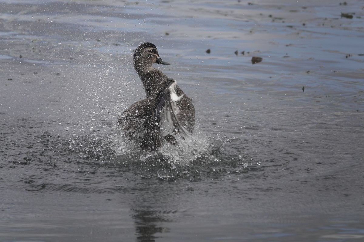 Pacific Black Duck - ML641542120