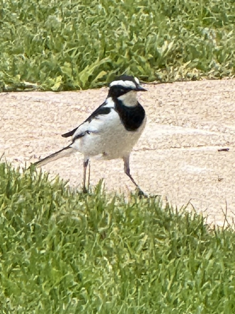 African Pied Wagtail - ML641542123
