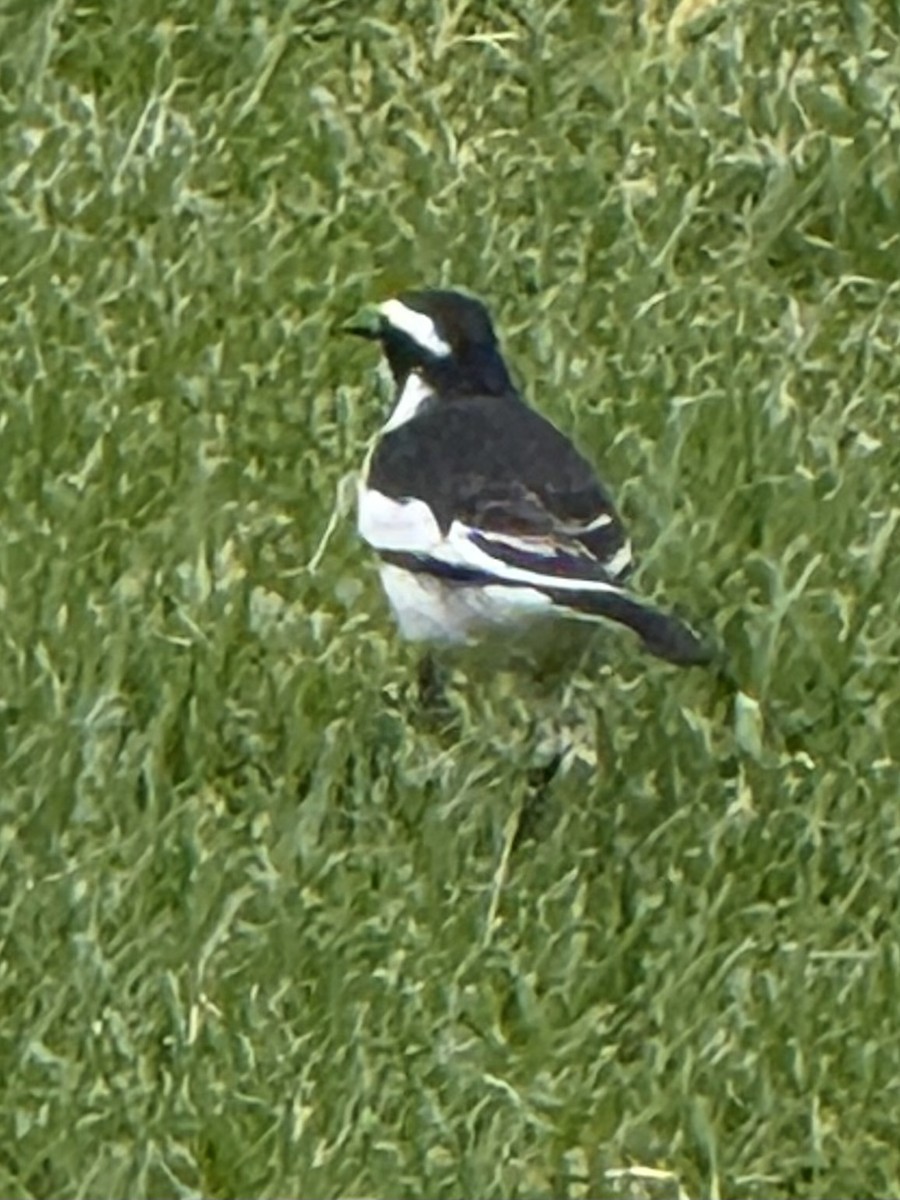 African Pied Wagtail - ML641542124