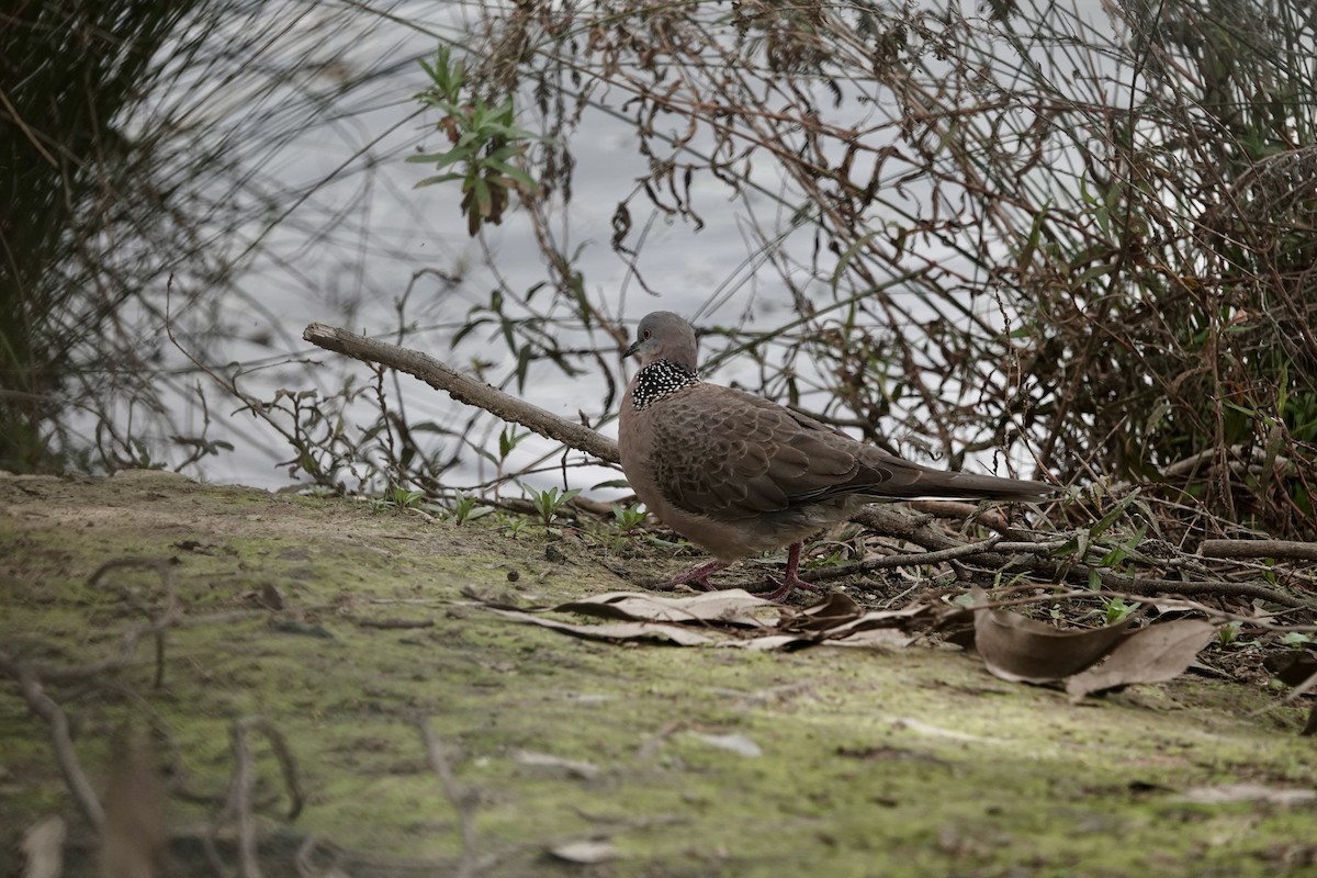 珠頸斑鳩 - ML641542126
