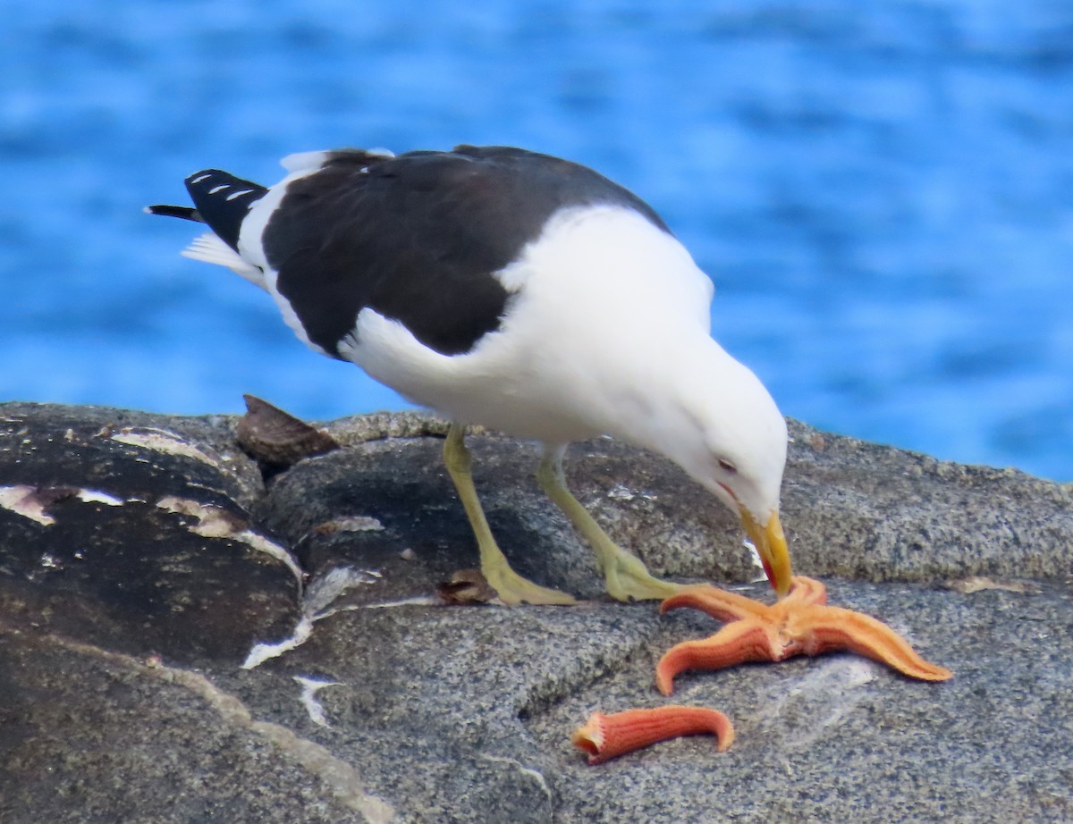 Kelp Gull - ML641542127