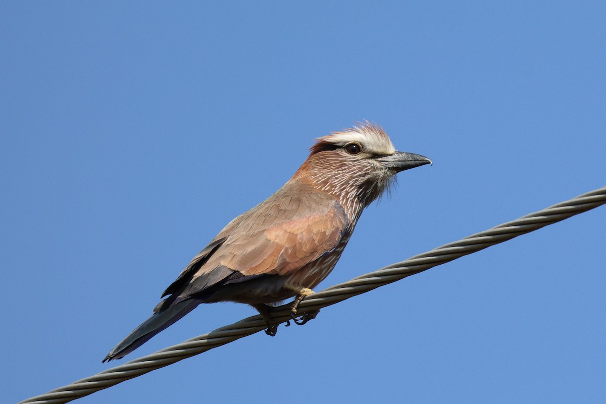 Purple Roller - ML641542128