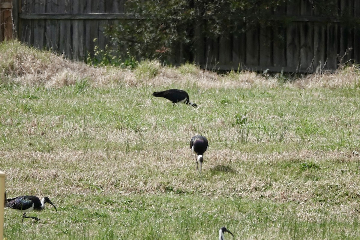 Straw-necked Ibis - ML641542133