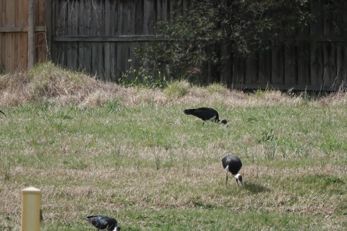 Straw-necked Ibis - ML641542134