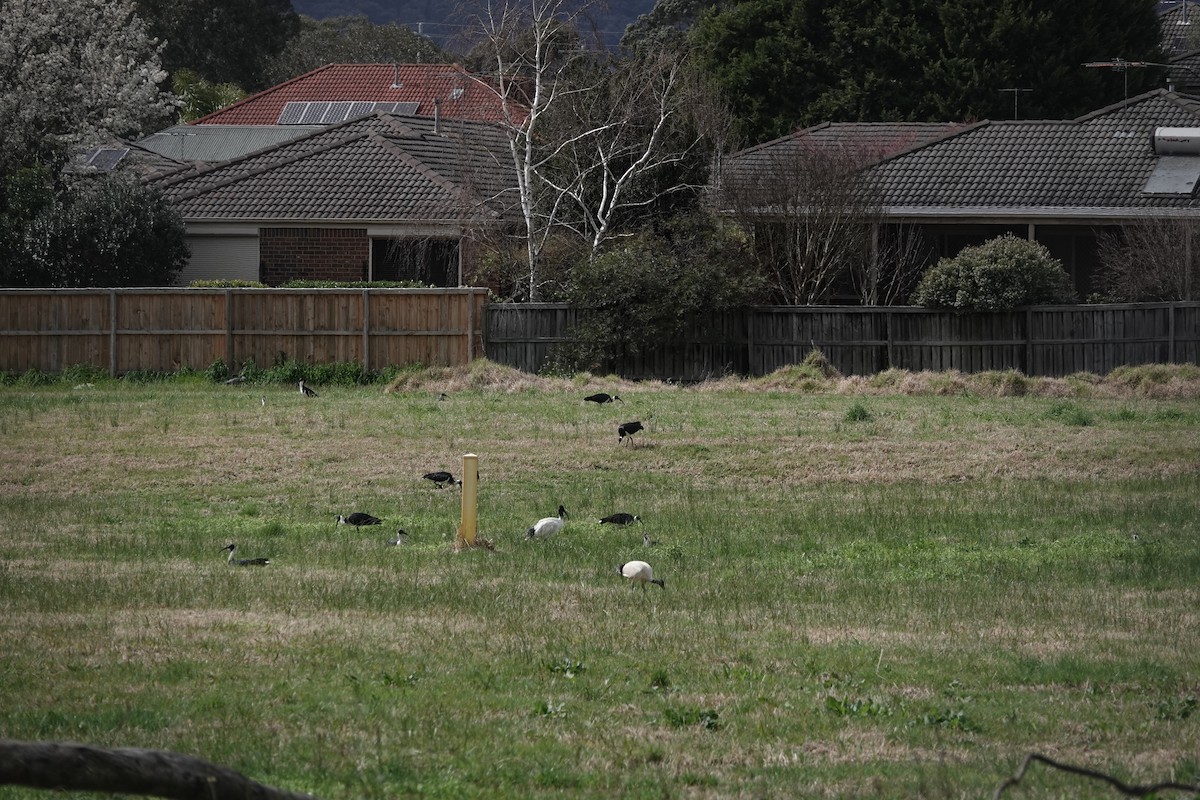 Straw-necked Ibis - ML641542135
