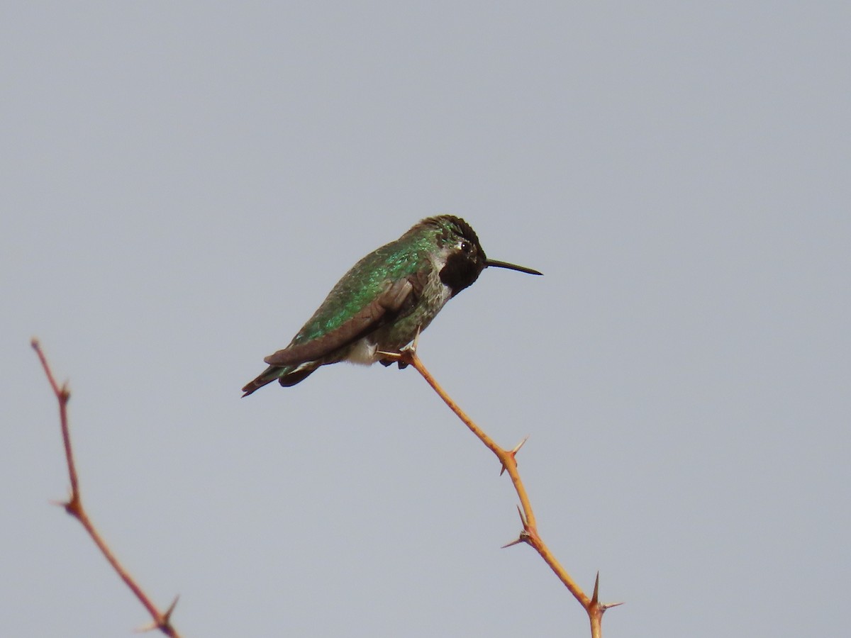 Anna's Hummingbird - ML641542137
