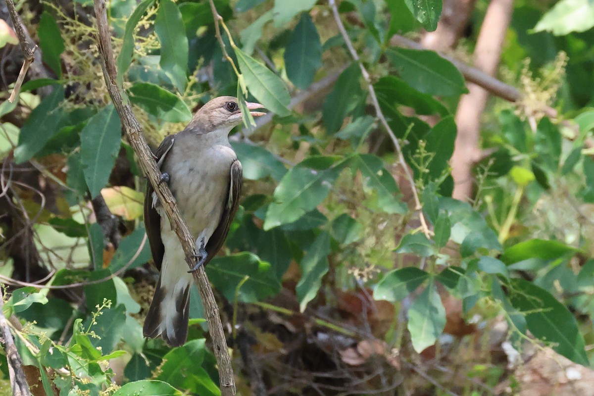Lesser Honeyguide (Lesser) - ML641542145