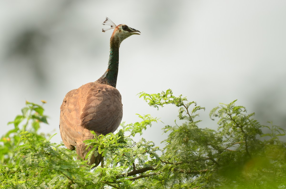 Indian Peafowl - ML641542148