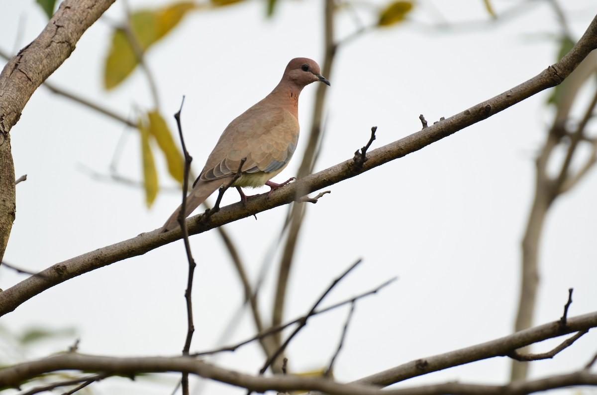 Laughing Dove - ML641542150