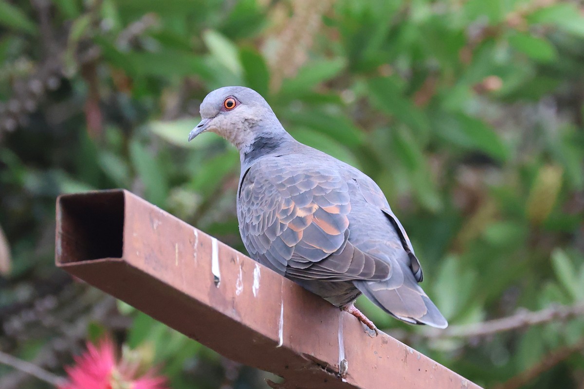 Dusky Turtle-Dove - ML641542155