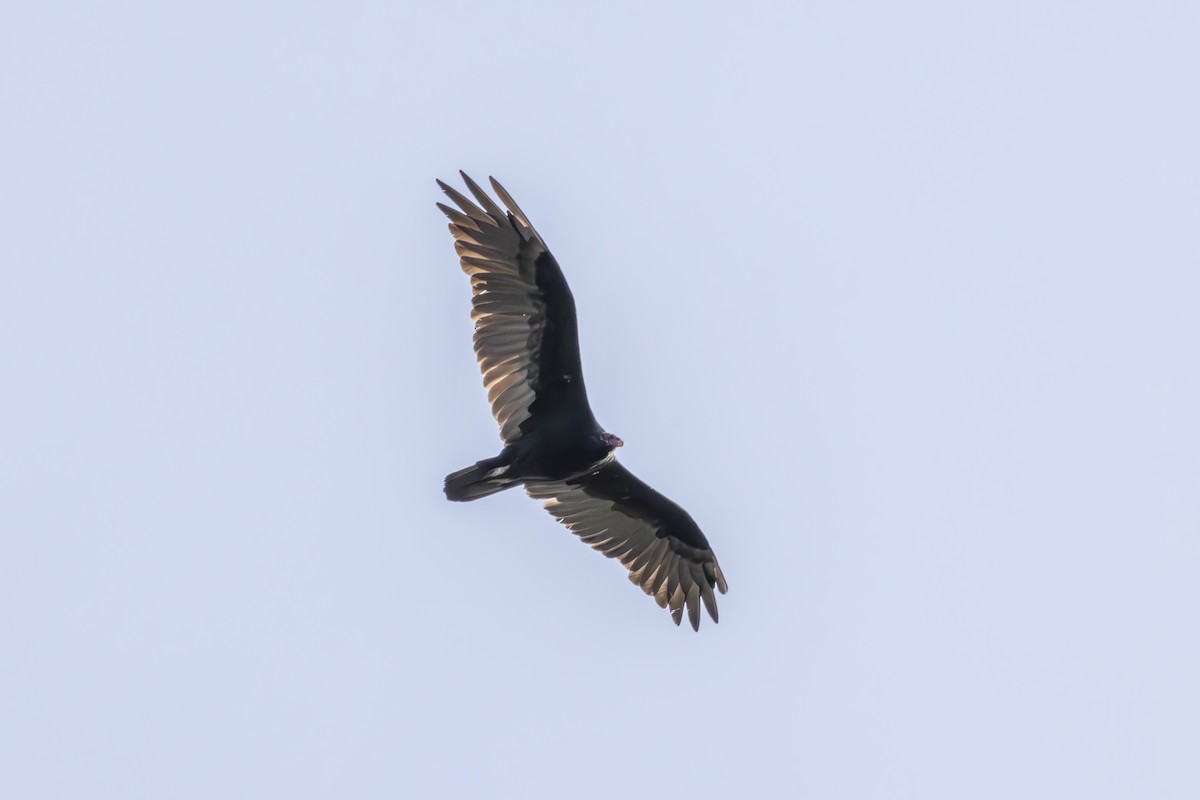 Turkey Vulture - ML641542157