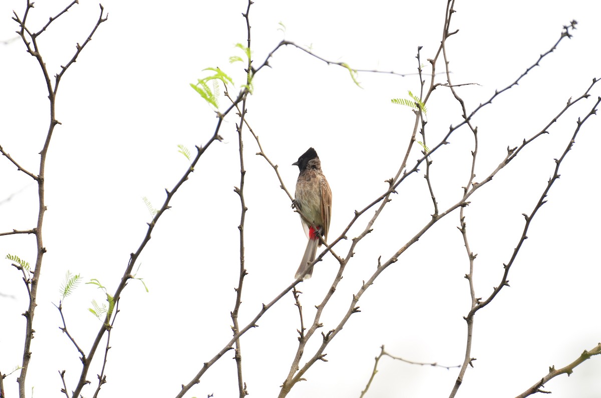 Red-vented Bulbul - ML641542159